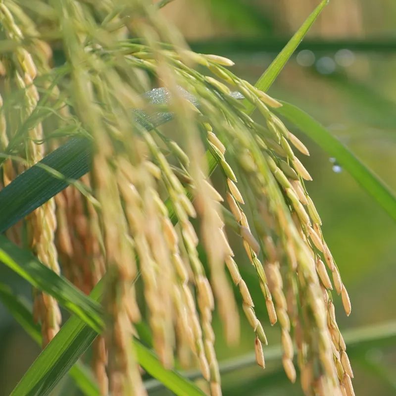 广西上林富硒大米好吃吗(广西扶贫产品富硒大米)-硒宝网