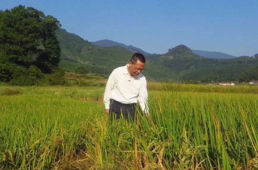 广西上林富硒大米好吃吗(广西扶贫产品富硒大米)-硒宝网