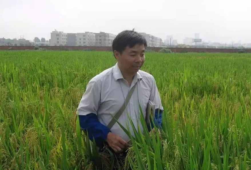 广西上林富硒大米好吃吗(广西扶贫产品富硒大米)-硒宝网