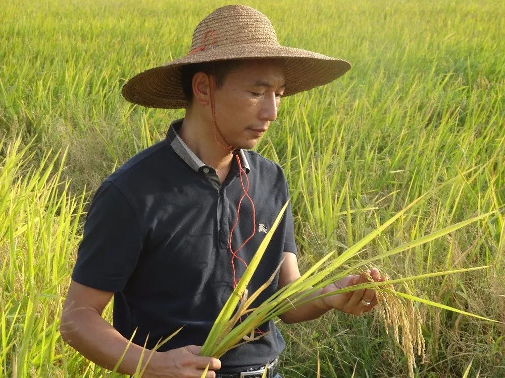 广西上林富硒大米好吃吗(广西扶贫产品富硒大米)-硒宝网