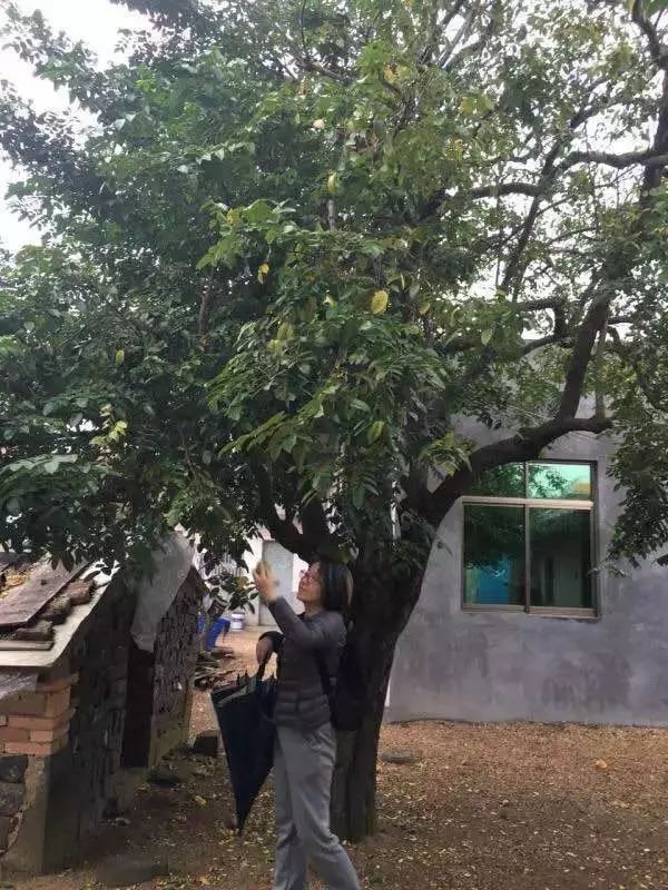 邵阳市富硒大米产地土壤(邵阳大米加工厂)-硒宝网