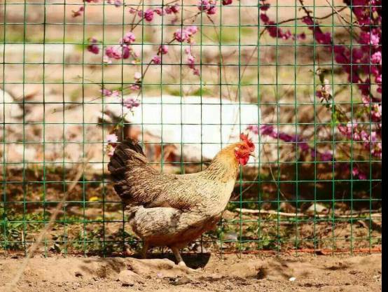 邵阳市富硒大米产地土壤(邵阳大米加工厂)-硒宝网