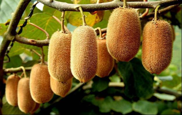 邵阳市富硒大米产地土壤(邵阳大米加工厂)-硒宝网