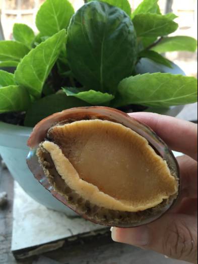 邵阳市富硒大米产地土壤(邵阳大米加工厂)-硒宝网