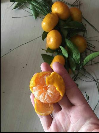 邵阳市富硒大米产地土壤(邵阳大米加工厂)-硒宝网