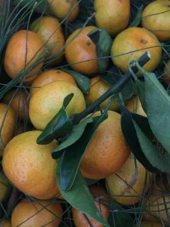 邵阳市富硒大米产地土壤(邵阳大米加工厂)-硒宝网