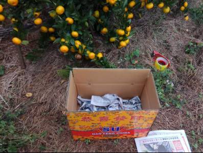 邵阳市富硒大米产地土壤(邵阳大米加工厂)-硒宝网