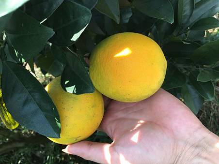 邵阳市富硒大米产地土壤(邵阳大米加工厂)-硒宝网