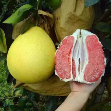 邵阳市富硒大米产地土壤(邵阳大米加工厂)-硒宝网