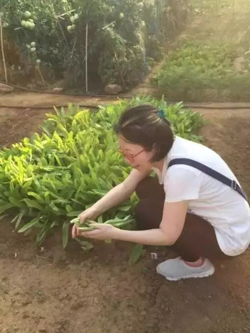 邵阳市富硒大米产地土壤(邵阳大米加工厂)-硒宝网