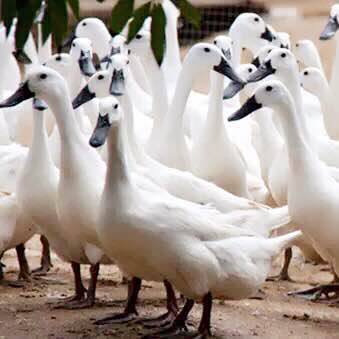 邵阳市富硒大米产地土壤(邵阳大米加工厂)-硒宝网