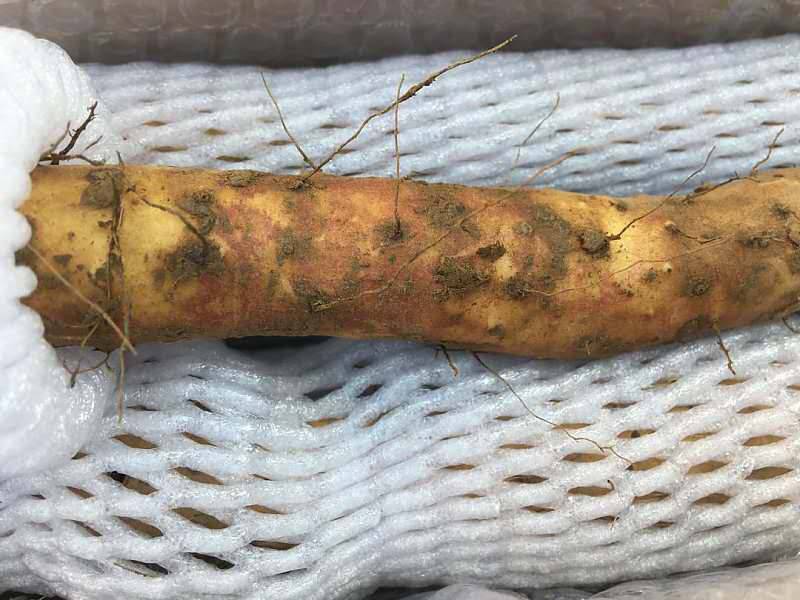 邵阳市富硒大米产地土壤(邵阳大米加工厂)-硒宝网