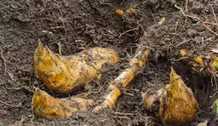 邵阳市富硒大米产地土壤(邵阳大米加工厂)-硒宝网