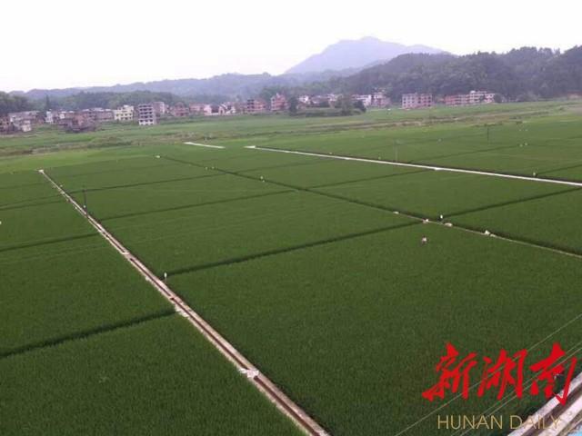 邵阳县富硒大米产地管理(富硒大米产地有哪些)-硒宝网