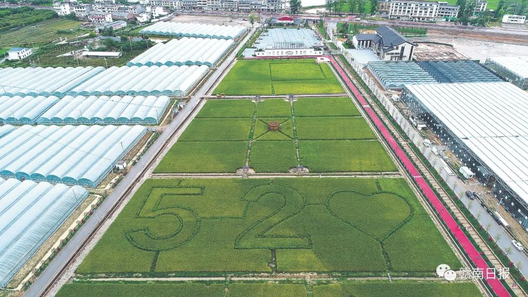 保清县富硒大米产量多少(富硒优质大米)-硒宝网