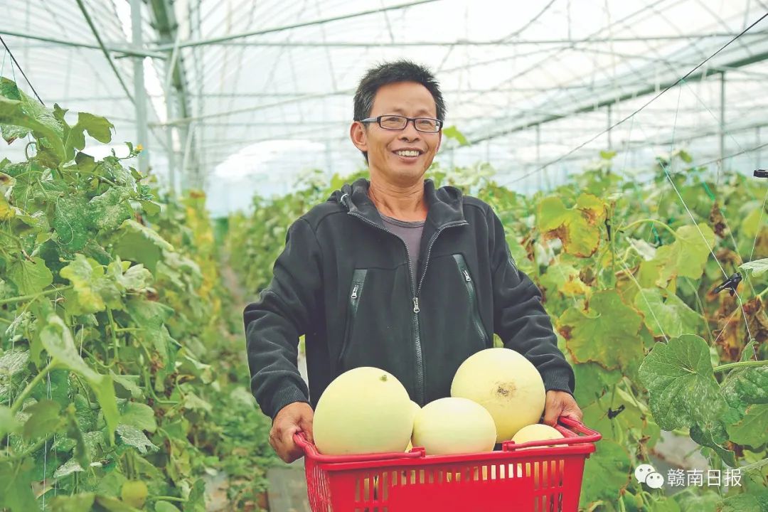 保清县富硒大米产量多少(富硒优质大米)-硒宝网