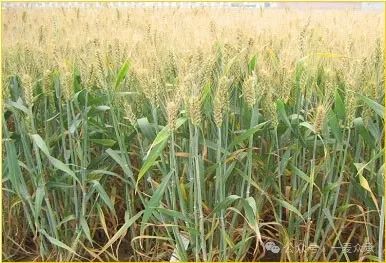 保清县富硒大米产量多少（富硒大米市场前景）-硒宝网