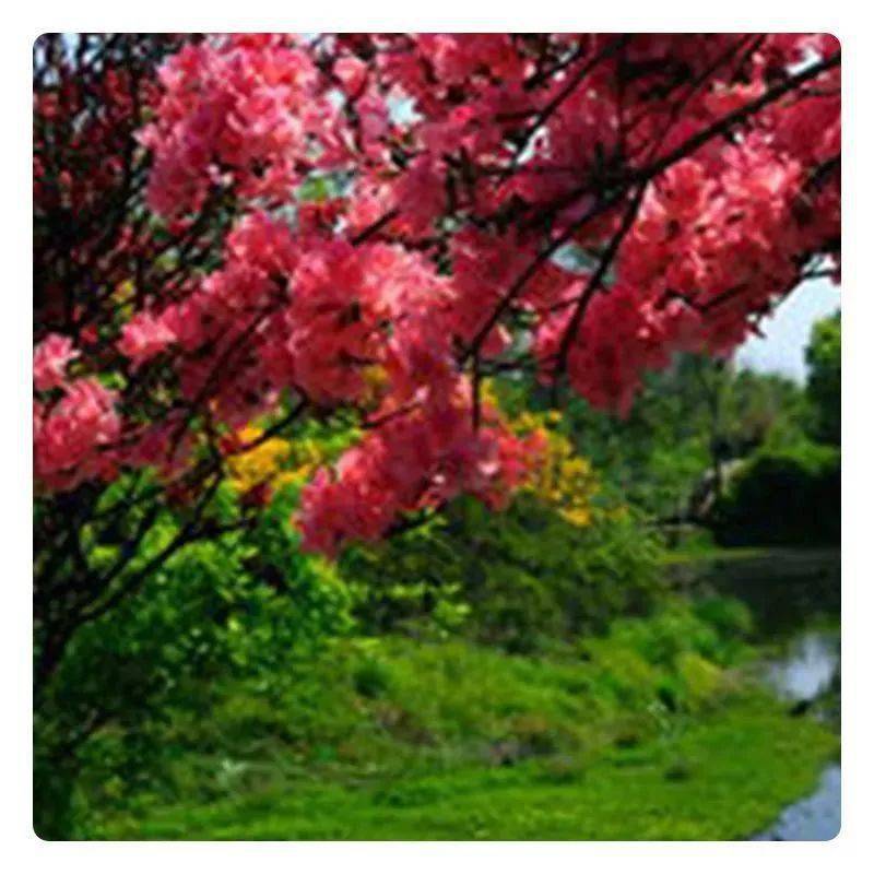 富硒大米是大自然的恩赐（富硒大米好在哪）-硒宝网