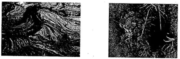 富硒大米种植周期表图示(大米的种植过程图)-硒宝网