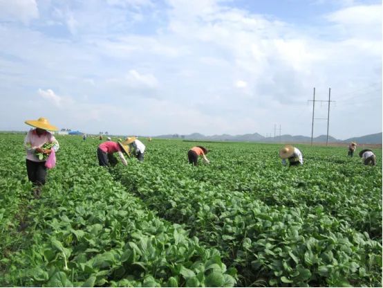 保清县富硒大米产量多少(宝清富硒大米产地)-硒宝网