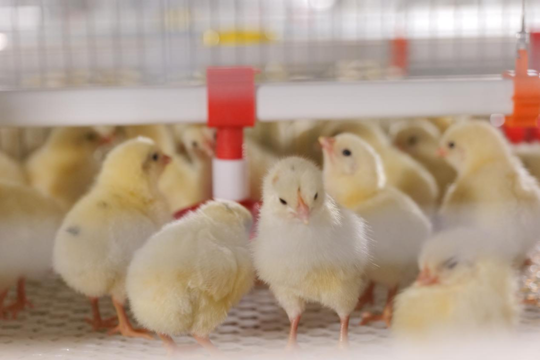 丰城富硒大米乡意浓品牌（丰城富硒大米企业）-硒宝网