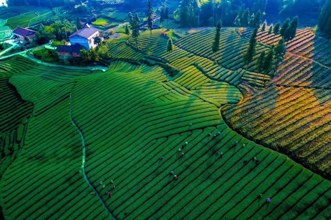 高笋富硒大米怎么吃最好（吃大笋有营养吗）-硒宝网