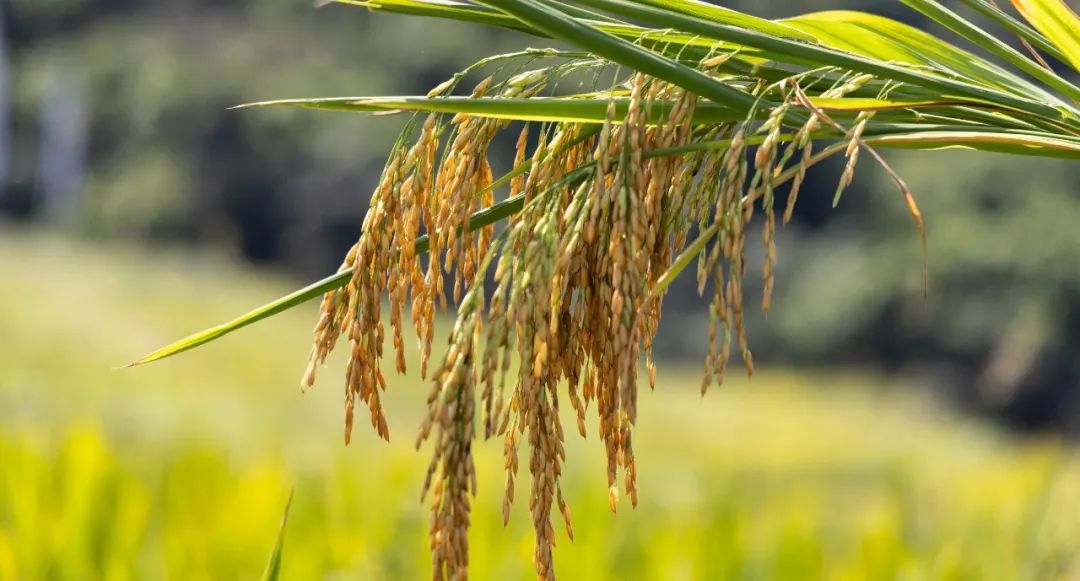 高笋富硒大米怎么吃最好（吃大笋有营养吗）-硒宝网