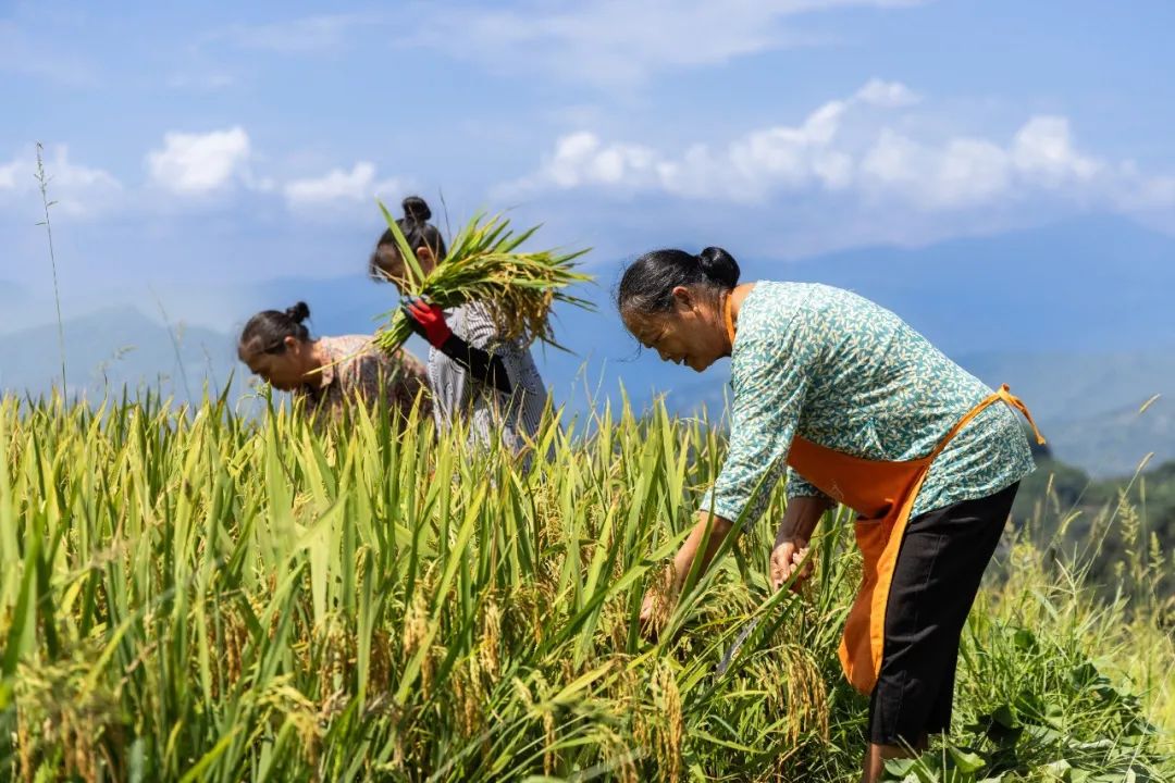 高笋富硒大米怎么吃最好（吃大笋有营养吗）-硒宝网