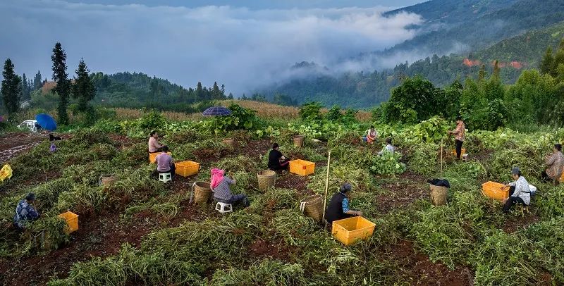 高笋富硒大米怎么吃最好（吃大笋有营养吗）-硒宝网