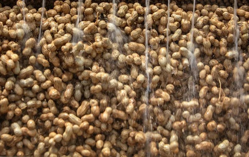 高笋富硒大米怎么吃最好（吃大笋有营养吗）-硒宝网