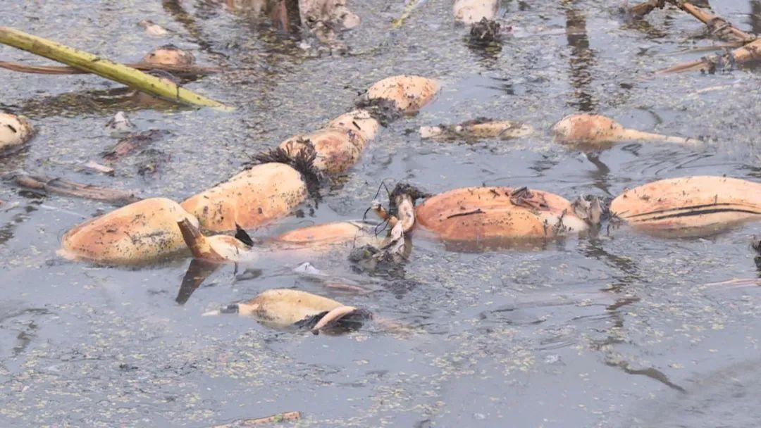 试种富硒大米的机器叫啥(富硒优质大米)-硒宝网