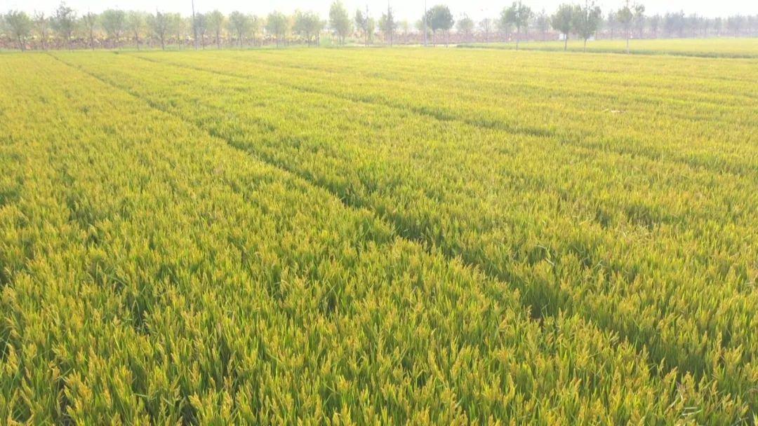 试种富硒大米的机器叫啥(富硒优质大米)-硒宝网