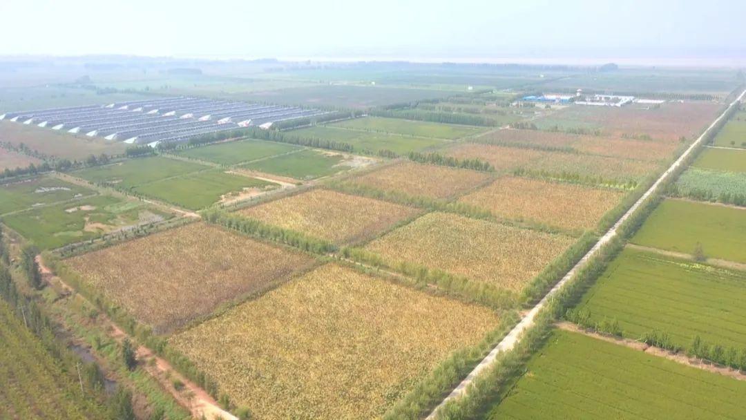 试种富硒大米的机器叫啥(富硒优质大米)-硒宝网