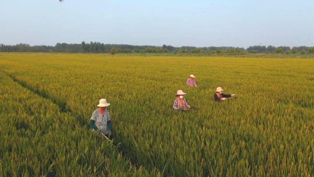 试种富硒大米的机器叫啥(富硒优质大米)-硒宝网