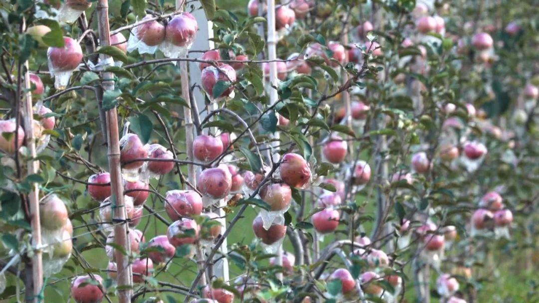 试种富硒大米的机器叫啥(富硒优质大米)-硒宝网