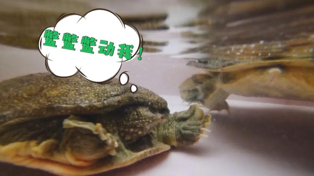 试种富硒大米的机器叫啥(富硒优质大米)-硒宝网