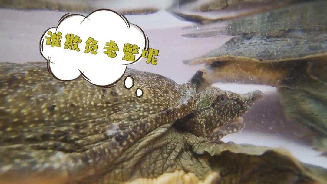 试种富硒大米的机器叫啥(富硒优质大米)-硒宝网