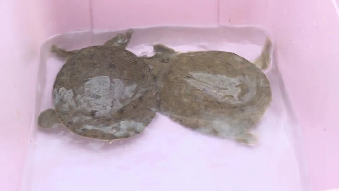 试种富硒大米的机器叫啥(富硒优质大米)-硒宝网