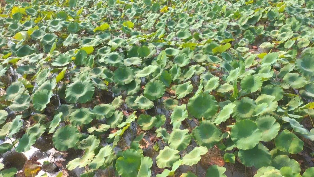 试种富硒大米的机器叫啥(富硒优质大米)-硒宝网