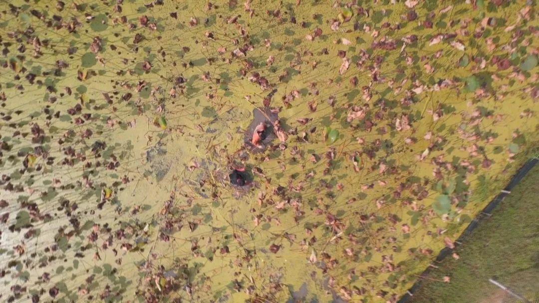 试种富硒大米的机器叫啥(富硒优质大米)-硒宝网