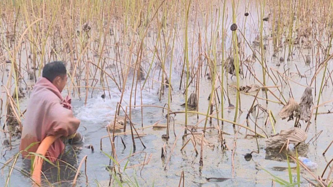 试种富硒大米的机器叫啥(富硒优质大米)-硒宝网