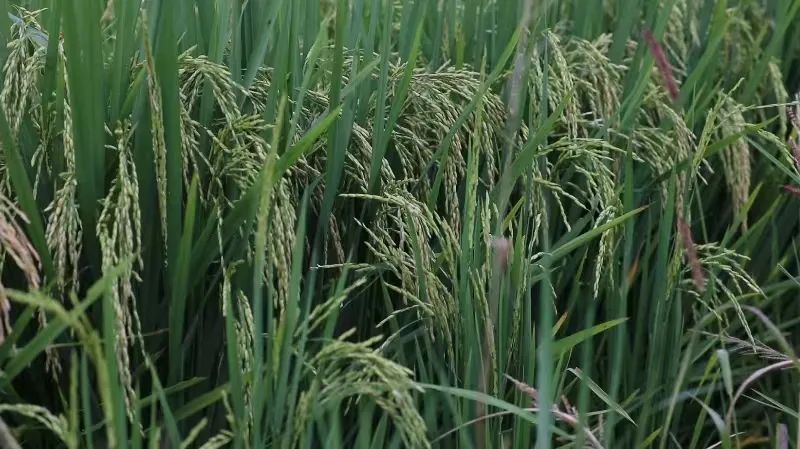 高笋富硒大米怎么吃最好(富硒竹笋)-硒宝网