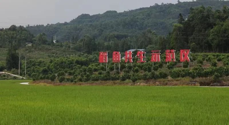 高笋富硒大米怎么吃最好(富硒竹笋)-硒宝网