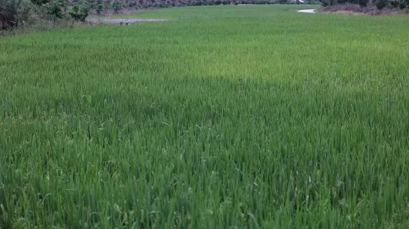 高笋富硒大米怎么吃最好(富硒竹笋)-硒宝网