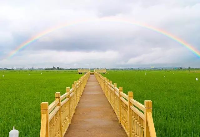 东北黑龙江方正富硒大米（黑龙江方正县大米含硒吗）-硒宝网