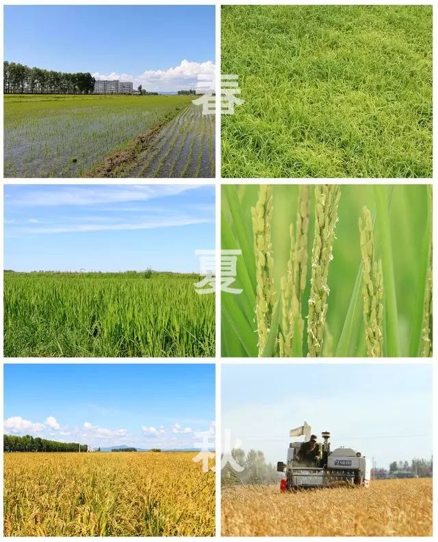 东北黑龙江方正富硒大米（黑龙江方正县大米含硒吗）-硒宝网