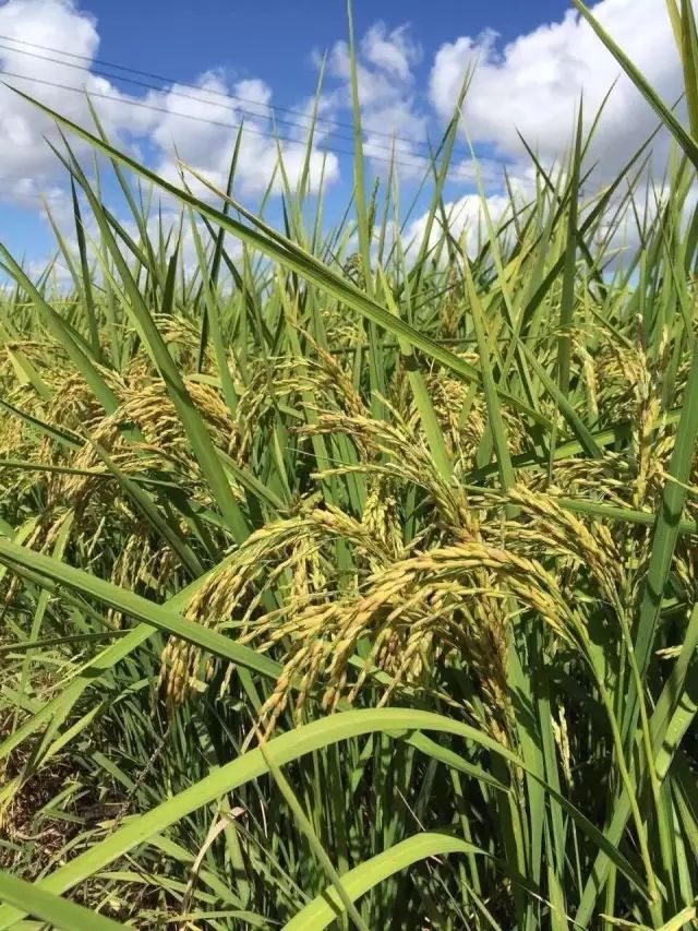 东北黑龙江方正富硒大米（黑龙江方正县大米含硒吗）-硒宝网