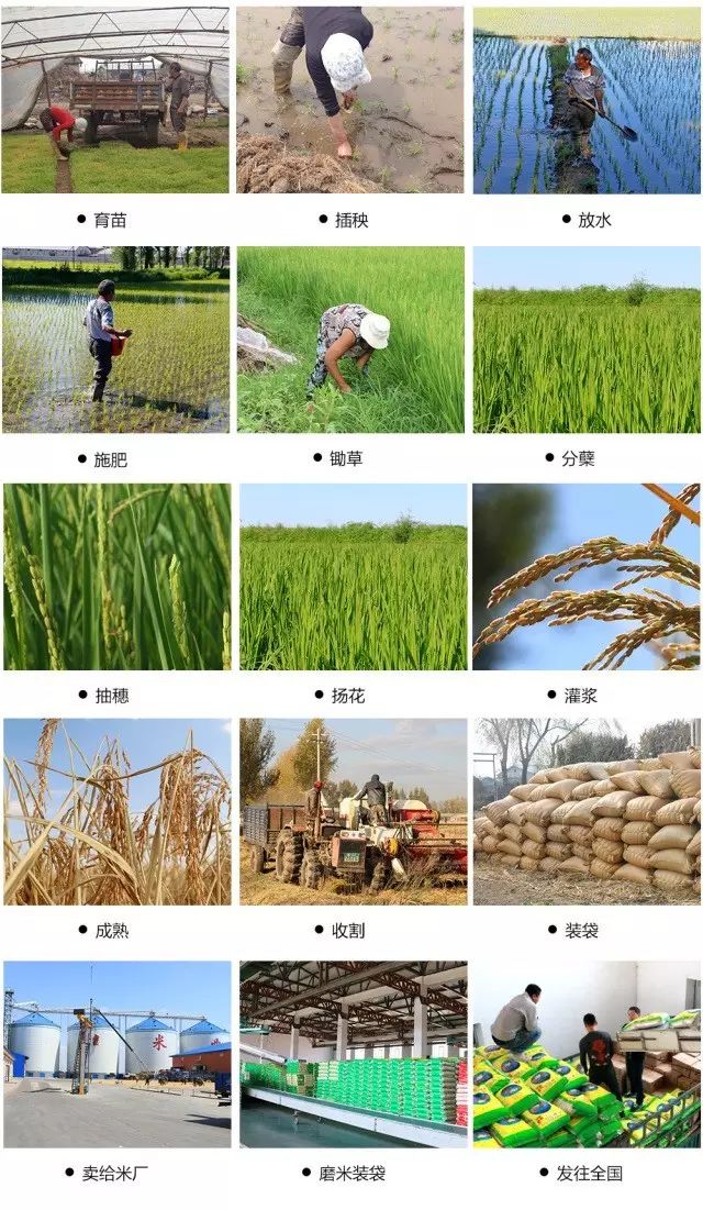 东北黑龙江方正富硒大米（黑龙江方正县大米含硒吗）-硒宝网