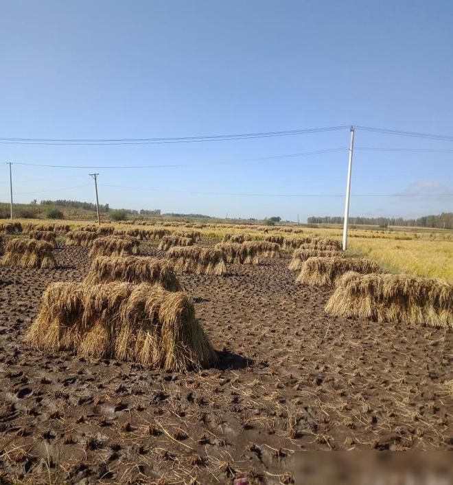 高笋富硒大米怎么吃最好(大米笋吃富硒好高压锅吗)-硒宝网
