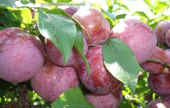 江西于都县富硒大米产量（江西富硒大米基地）-硒宝网